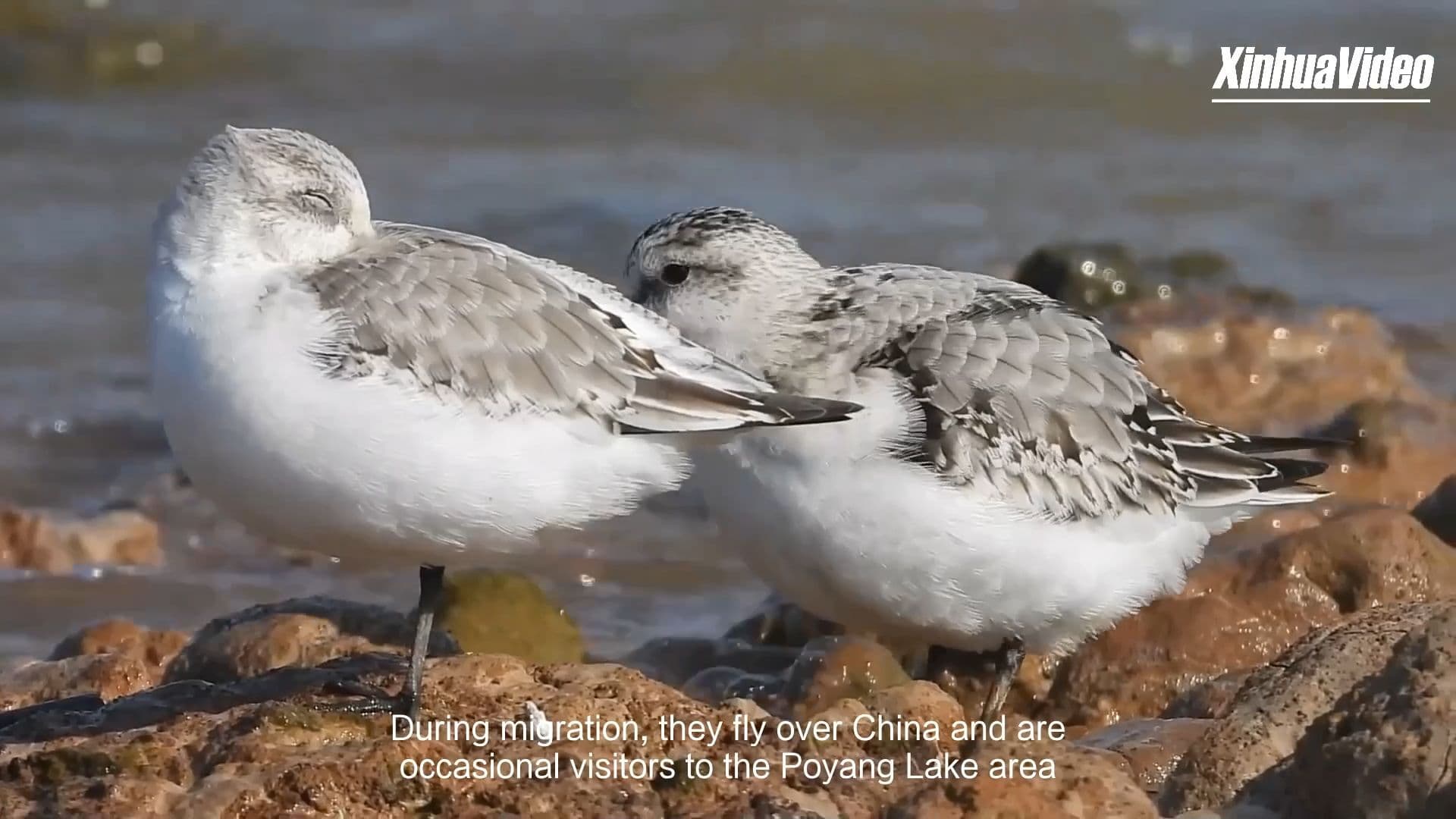 นกคอสั้นตีนไว' 4 ตัว ปรากฏโฉมในทะเลสาบโผหยาง