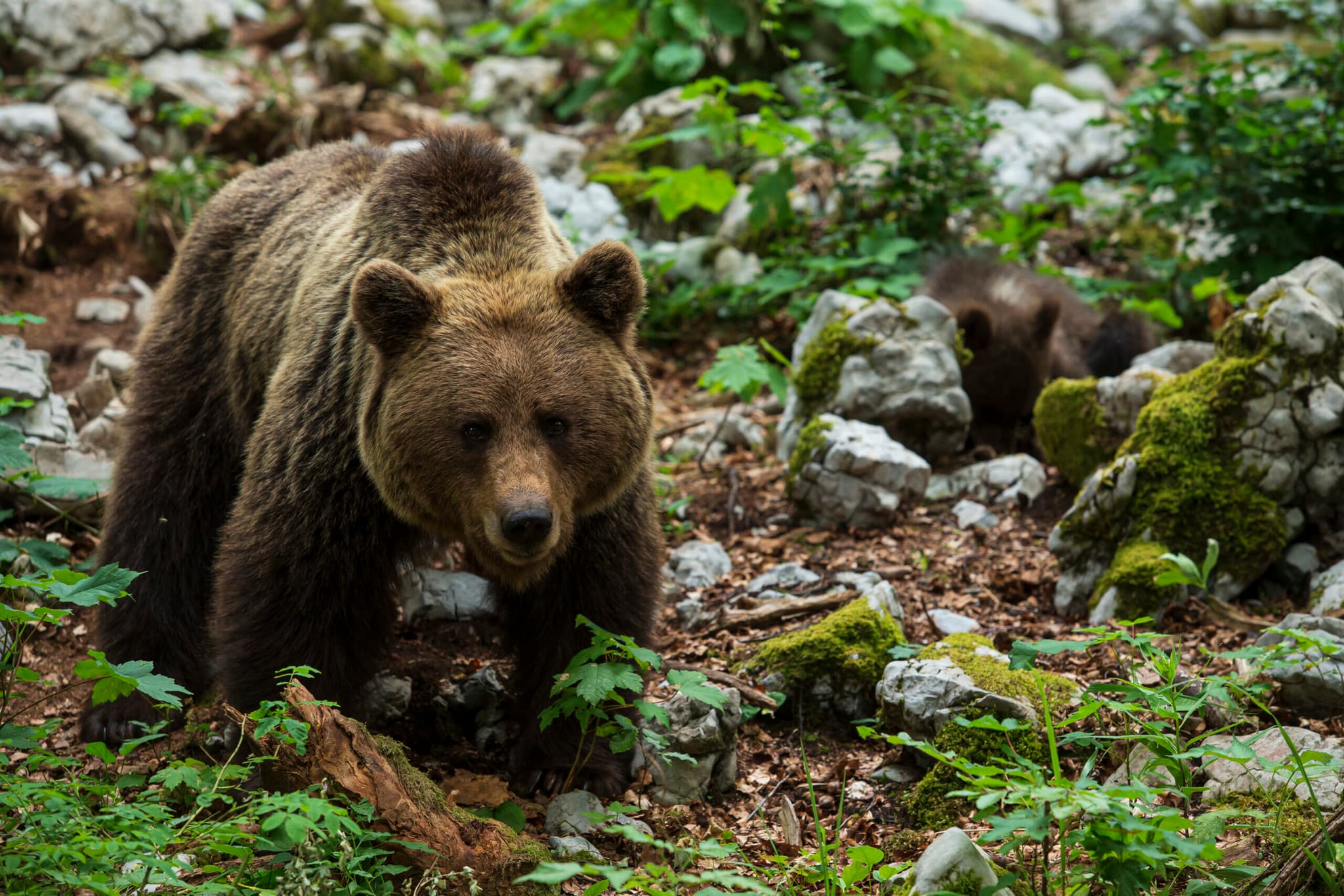 หมี' บุกซูเปอร์มาร์เก็ตในญี่ปุ่น ทำร้ายพนักงาน 1 ราย