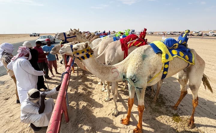 สีสันงานแข่ง 'วิ่งอูฐ' กว่า 500 ตัว กลางทะเลทรายในคูเวต