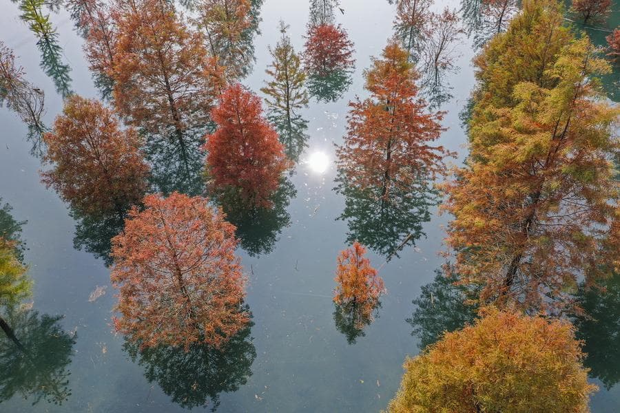 พายแพดเดิลบอร์ด ชมสนเรดวูดผลัดใบในเจ้อเจียง