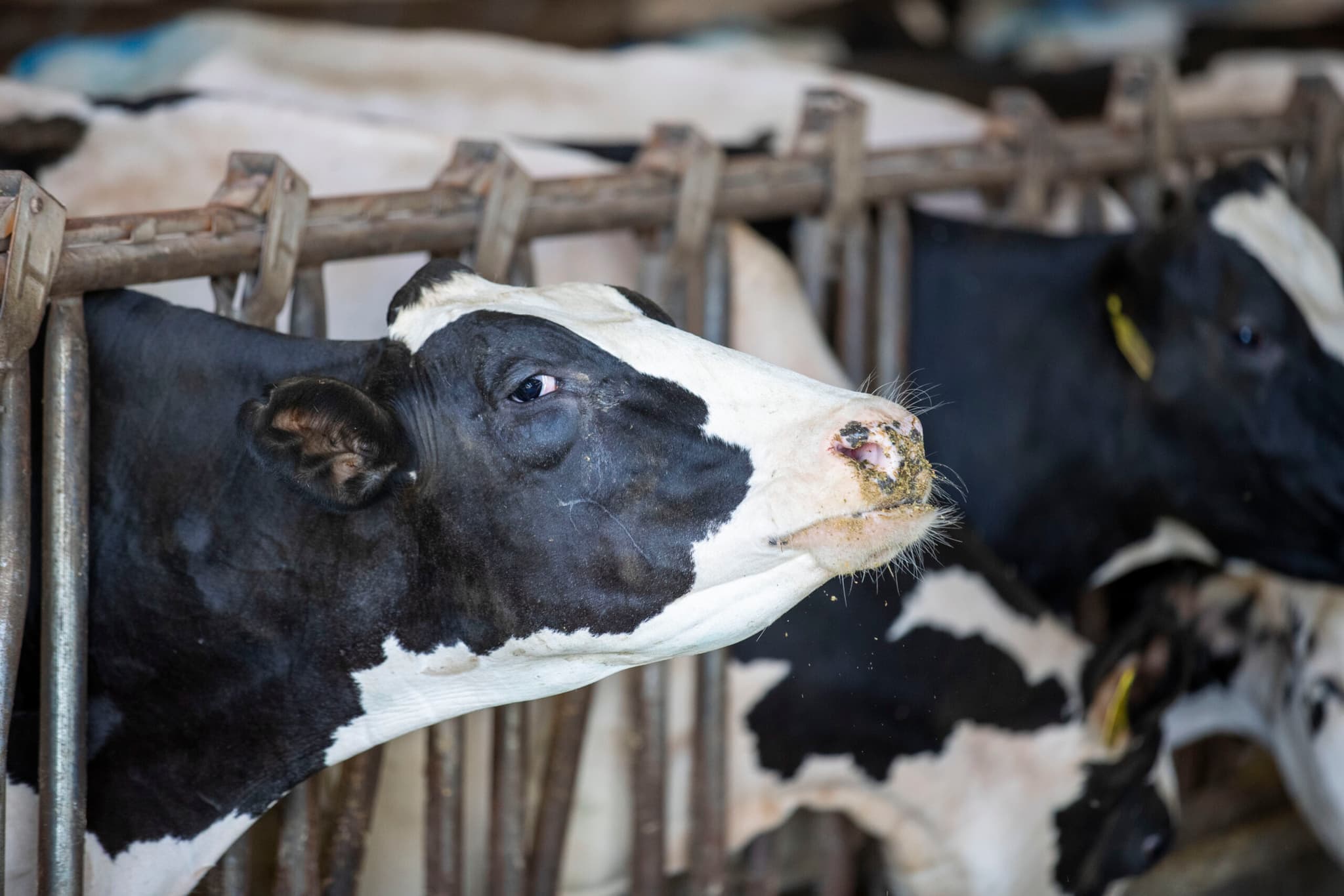 สหรัฐฯ พบเชื้อไข้หวัดนกใน 'นมดิบ' จากฟาร์มโคนมแคลิฟอร์เนีย