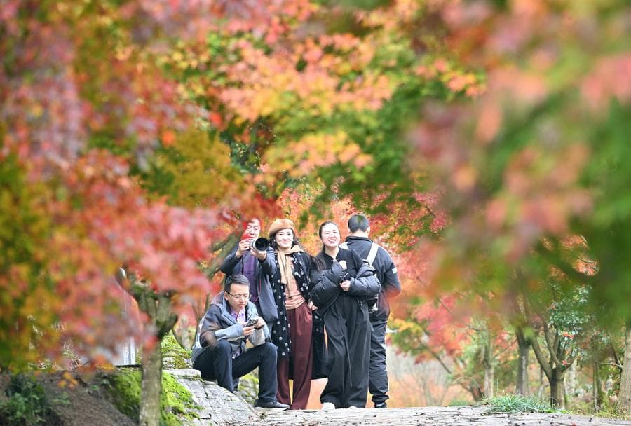 ใบ 'เมเปิล' สีแดงสดใส ดึงดูดนักท่องเที่ยวในหูเป่ย