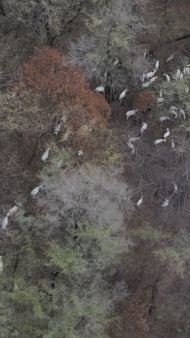 ตำรวจจีนใช้โดรนค้นหา 'แพะหาย' เกือบร้อยตัว