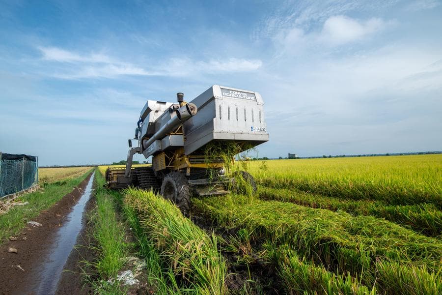 เกษตรกรขับรถจักรลุยงานเกี่ยวข้าวรวงเหลืองทองในมาเลย์