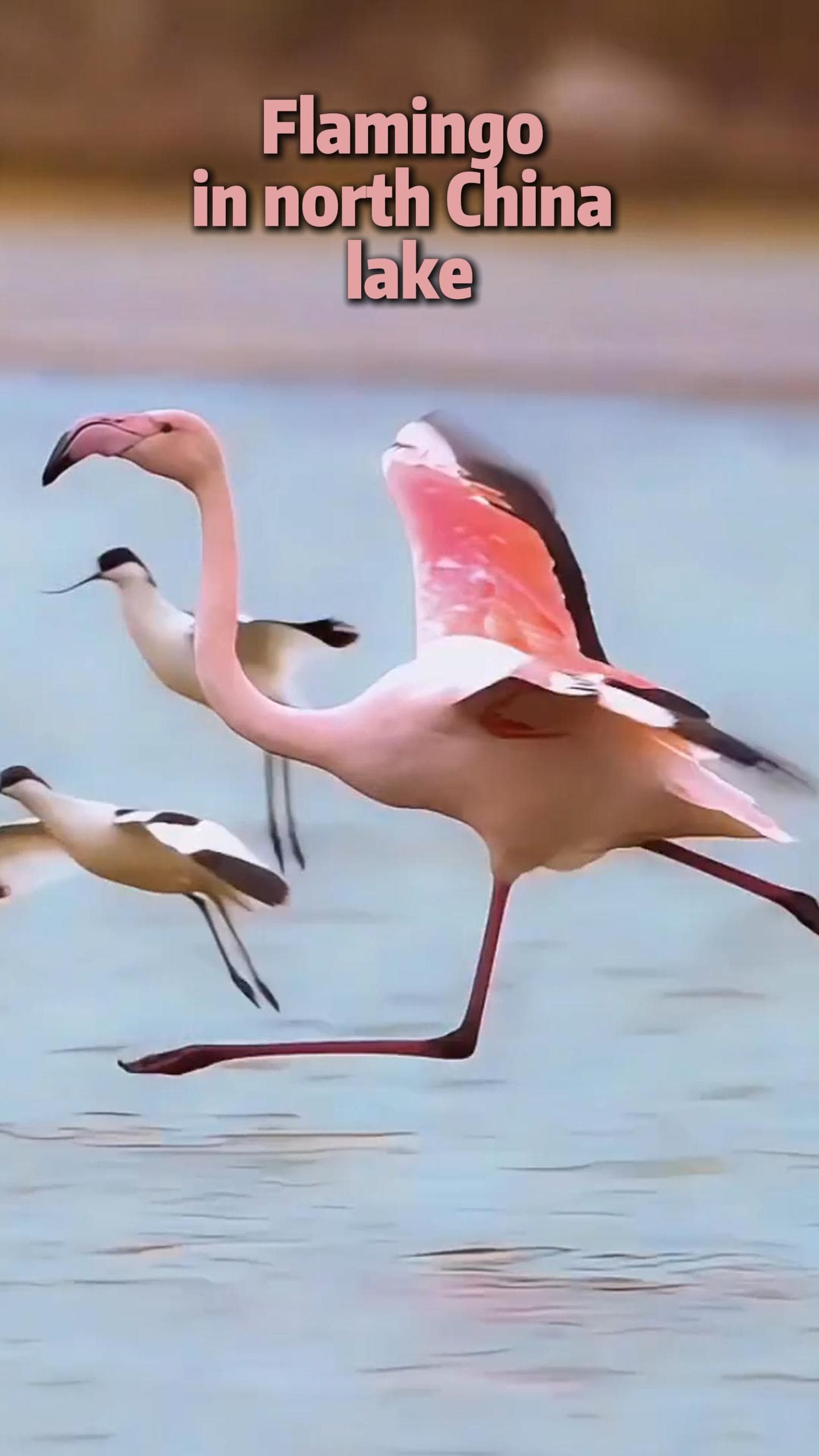 นกฟลามิงโกเยื้องย่างใช้ชีวิตใน 'ทะเลสาบเกลืออวิ้นเฉิง