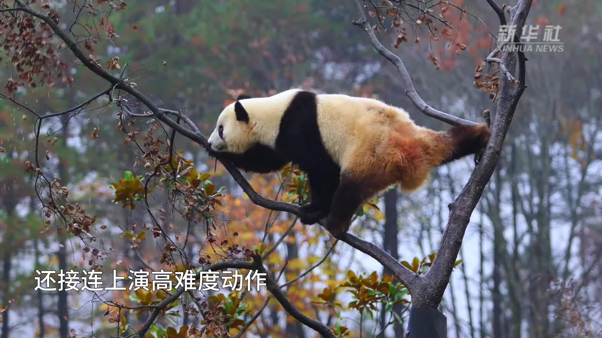 นี่คือจอมยุทธ์เด๊ะ! 'แพนด้ายักษ์' ปีนต้นไม้ในส่านซี โชว์สกิลวิชาตัวเบา