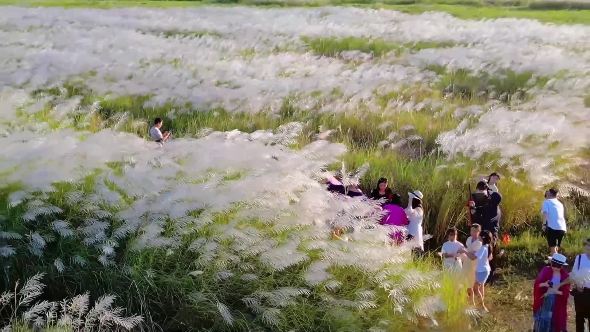 ทะเล 'ดอกกก' บานสะพรั่ง พลิ้วลู่ลมในกวางตุ้ง