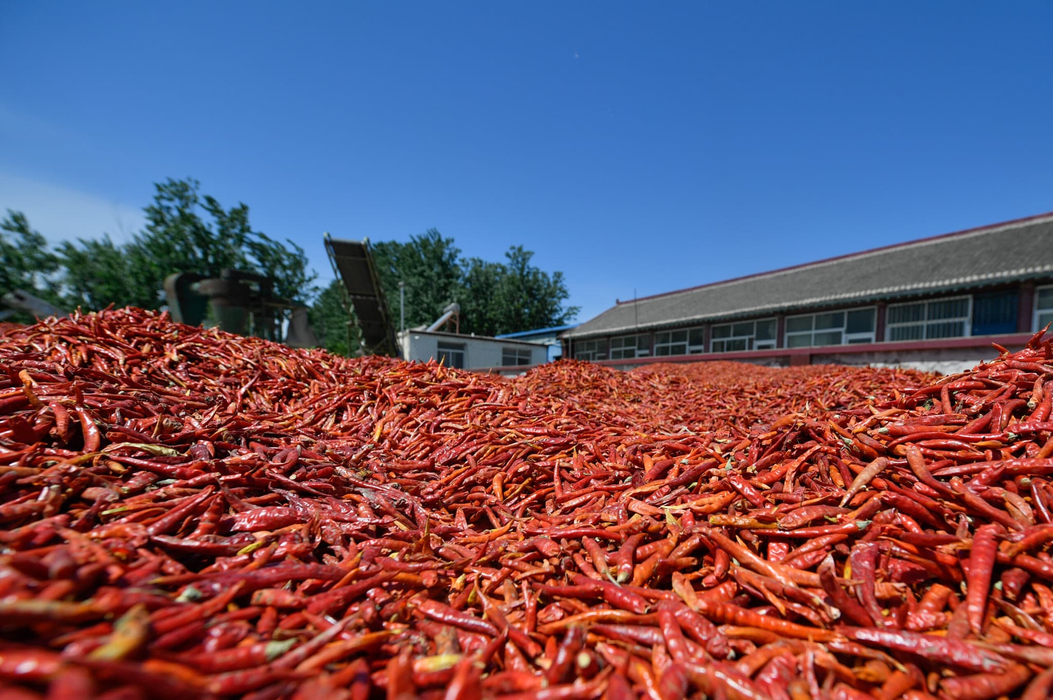 เกาหลีใต้ผลิต 'พริก' กว่า 6.8 หมื่นตันปีนี้