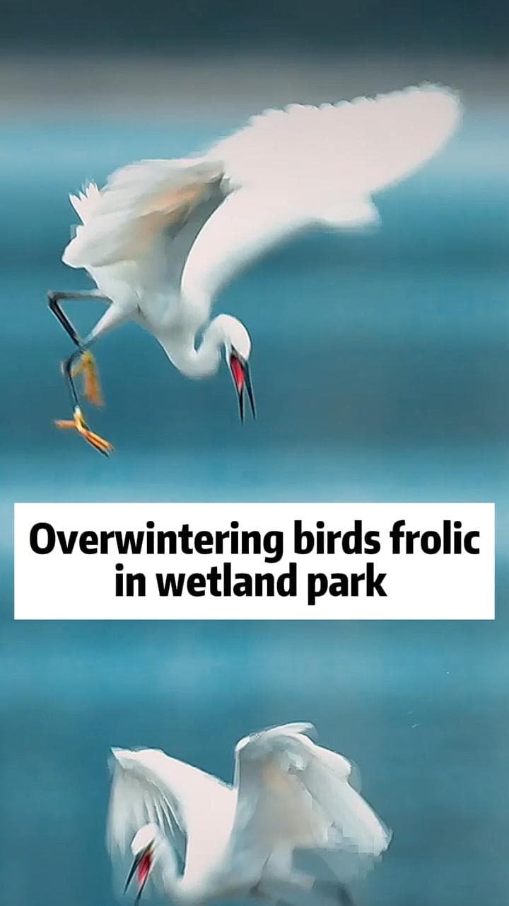 ฉากชีวิต 'นกอพยพ' หลบหนาวนานาพันธุ์ในฉงชิ่ง