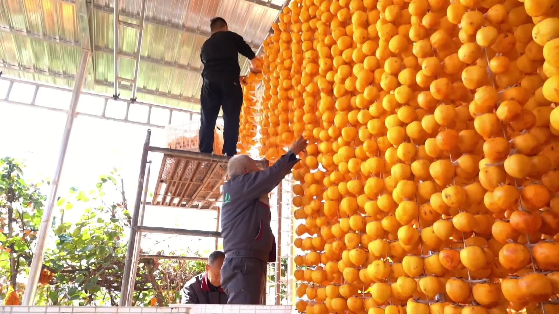 อุตสาหกรรม 'ลูกพลับ' เพิ่มรายได้ในซานซี
