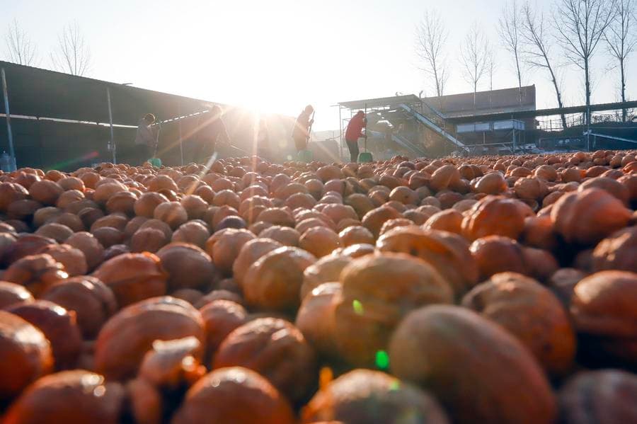 อุตสาหกรรม 'เกาลัด' เพิ่มรายได้เกษตรกรในจุนฮว่า