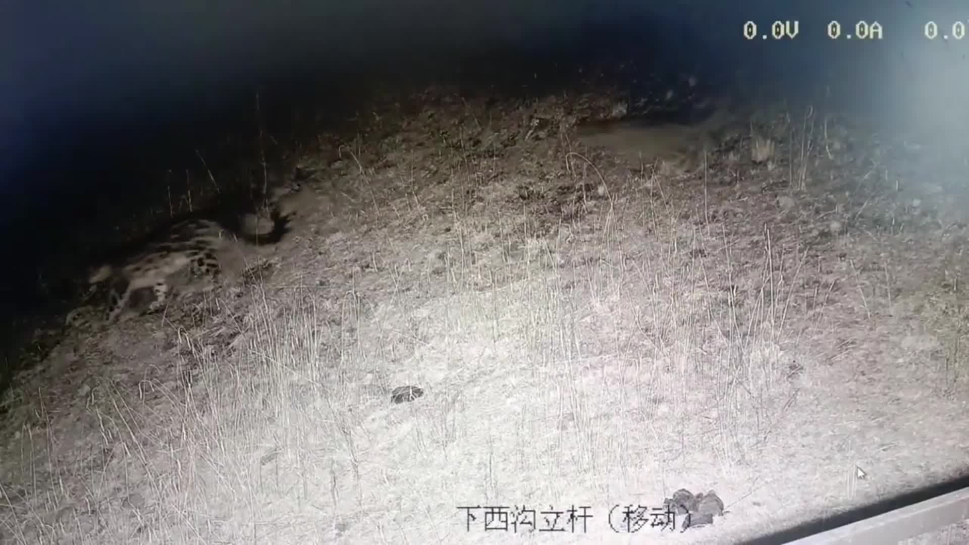 หายาก! ครอบครัว 'เสือดาวหิมะ' สี่ตัว ท่องราตรีในกานซู่