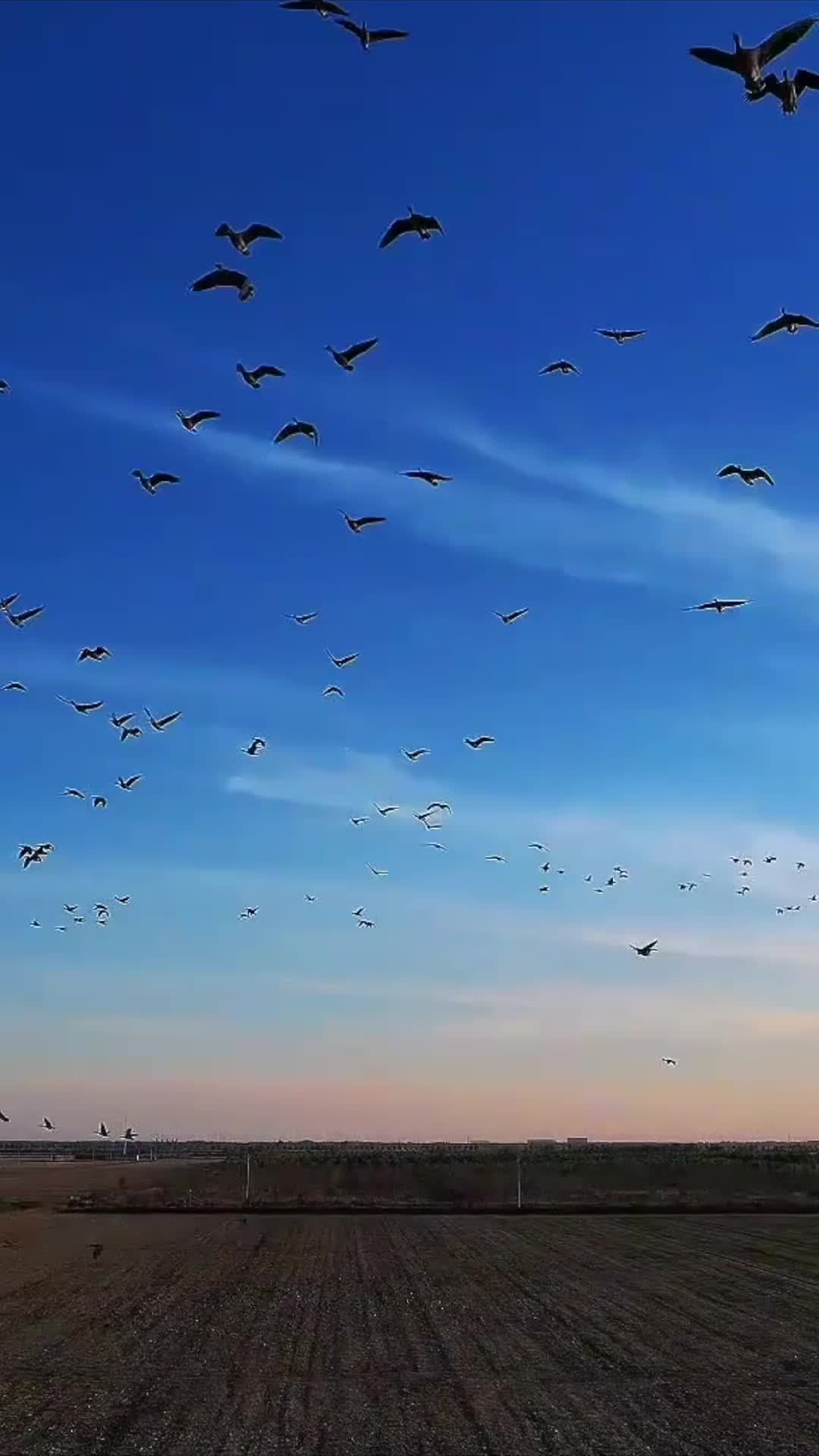 ฝูงนกอพยพ' แวะหลบหนาวในเหอเป่ย