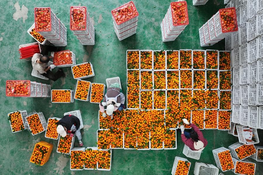 เกษตรกรเสฉวนคัดแยก 'ส้มซาถัง' ผลสวยส่งขายตลาด