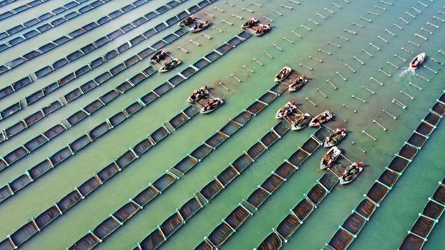 ยาวสุดสายตา ชาวประมงจีนวางอวนกลางทะเล