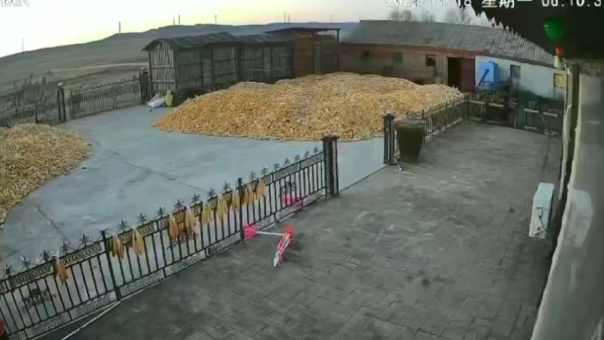 ชาวบ้านเผชิญหน้า 'เสือใหญ่' ในเฮยหลงเจียง