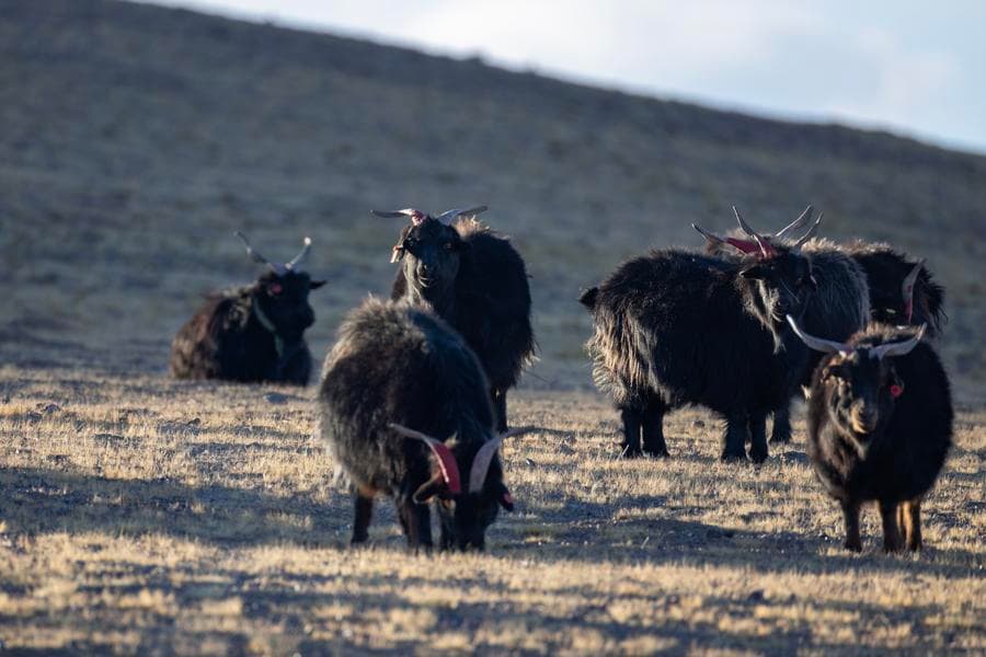 อุตสาหกรรม 'แพะภูเขาแคชเมียร์ขนดำ' เพิ่มรายได้คนเลี้ยงสัตว์แดนหลังคาโลก