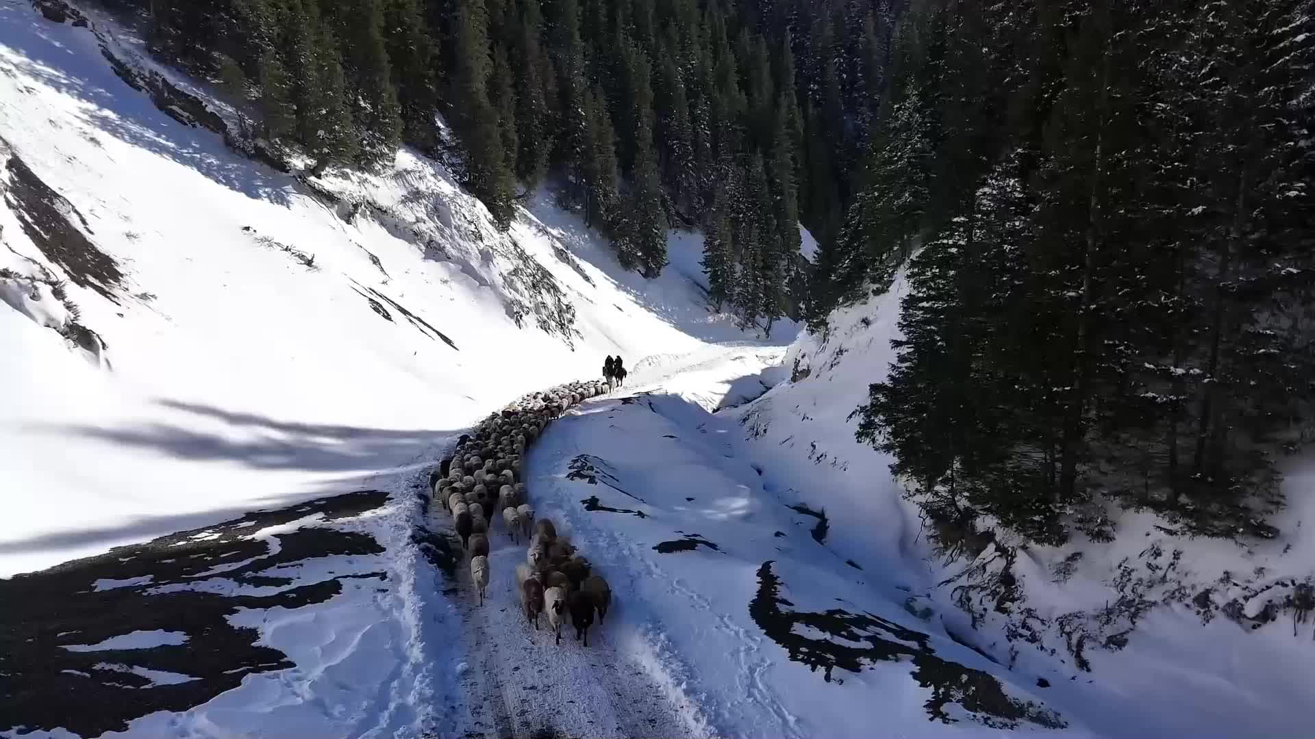 คนเลี้ยงสัตว์ในซินเจียง เริ่มต้อนปศุสัตว์ย้ายทุ่ง รับฤดูหนาวมาเยือน