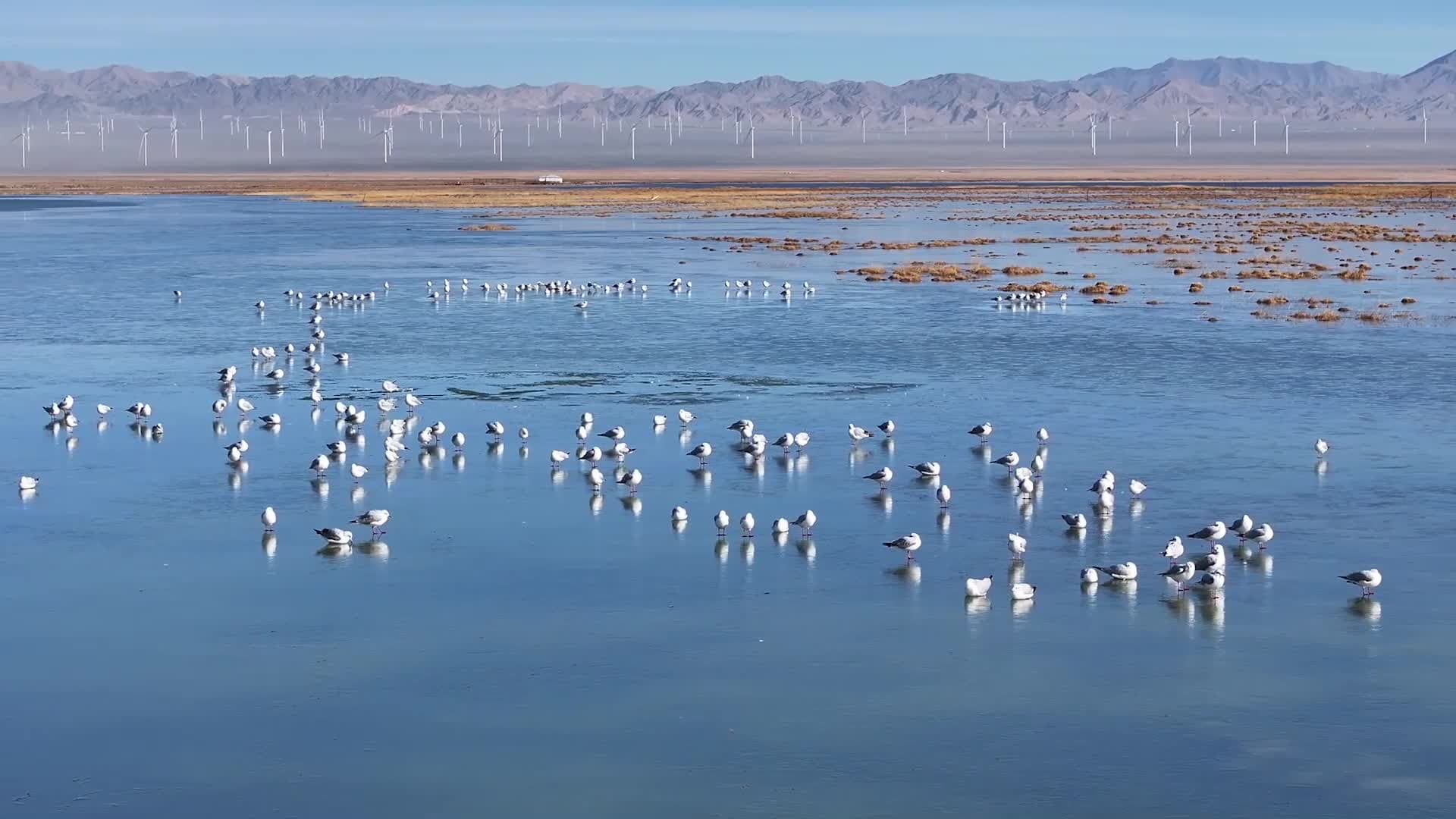 ฝูง 'นกอพยพ' หลากพันธุ์ หลบหนาวกลางทะเลสาบในกานซู่
