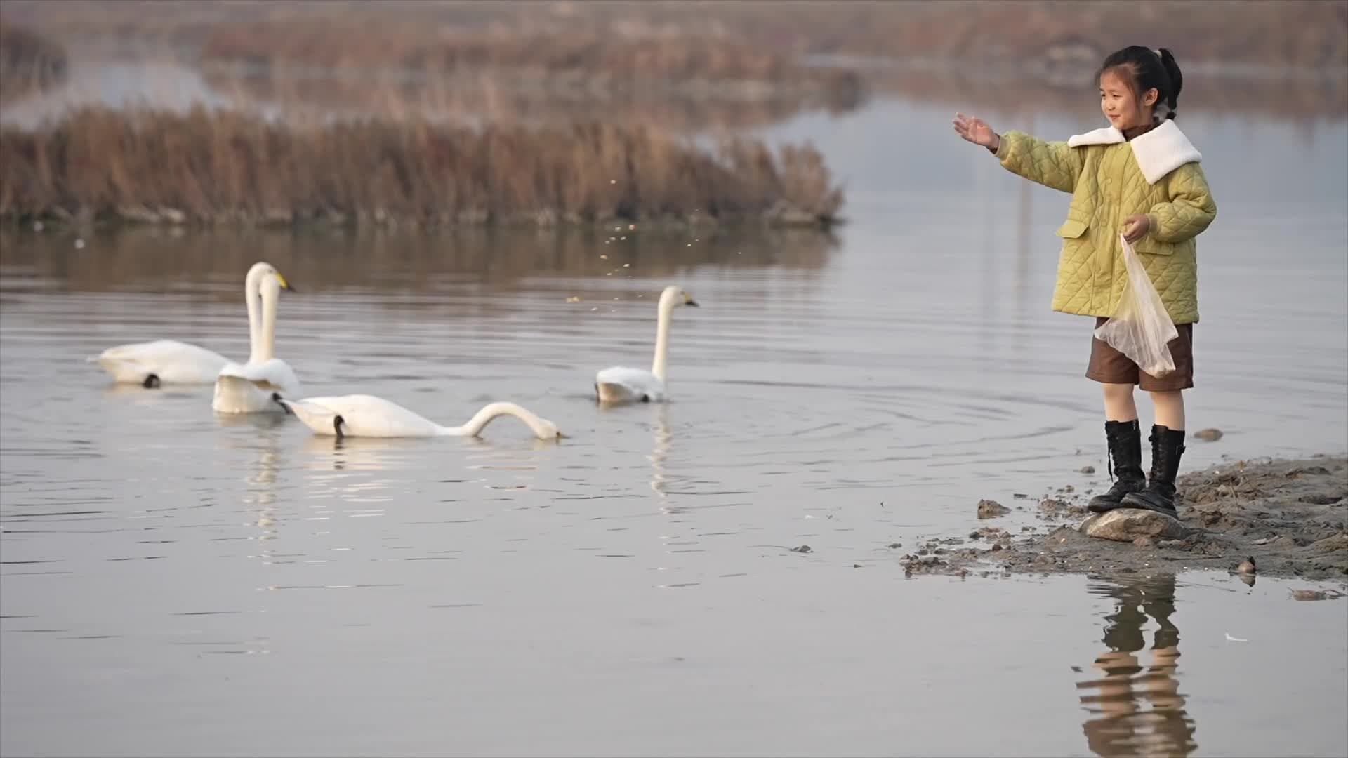 หงส์ขาวดาวเด่น 'ทะเลสาบเกลือ' ดึงคนแวะชมในซานซี