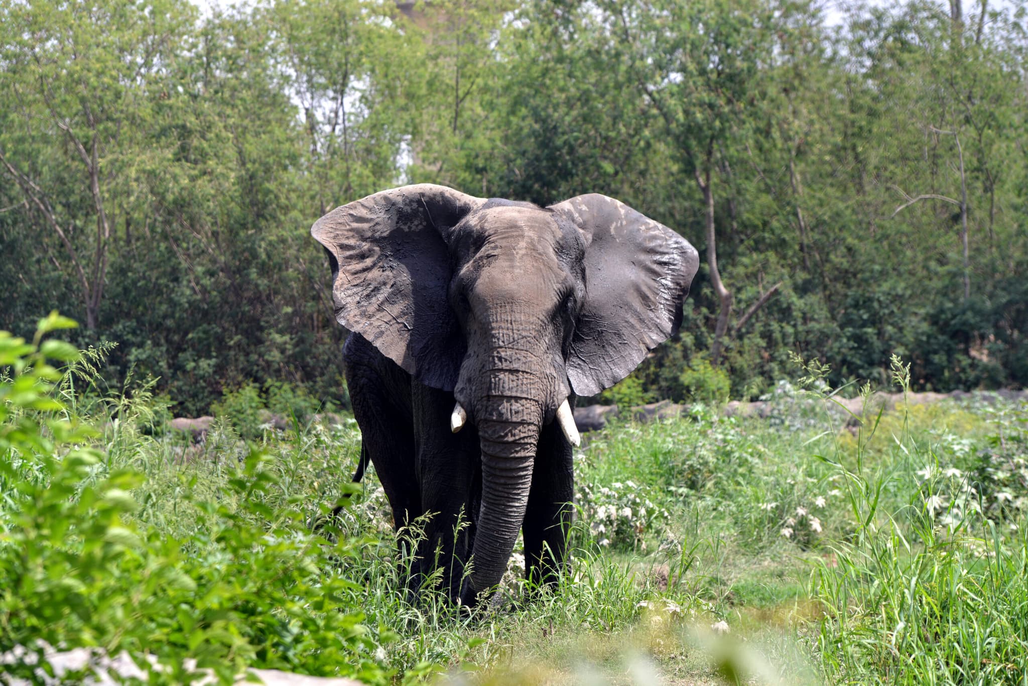 อินเดียพบช้างป่า 3 ตัวถูกไฟฟ้าช็อตตาย
