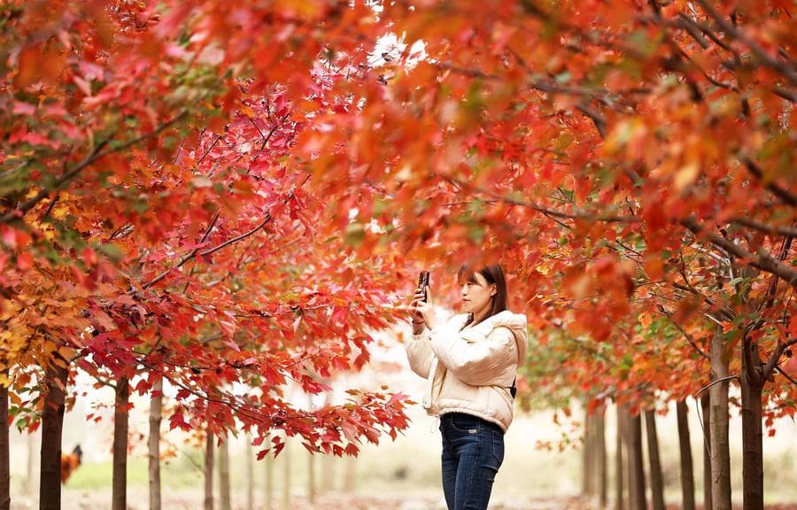 สีสันแมกไม้ยาม 'ปลายร่วง ต้นหนาว' ในจีน