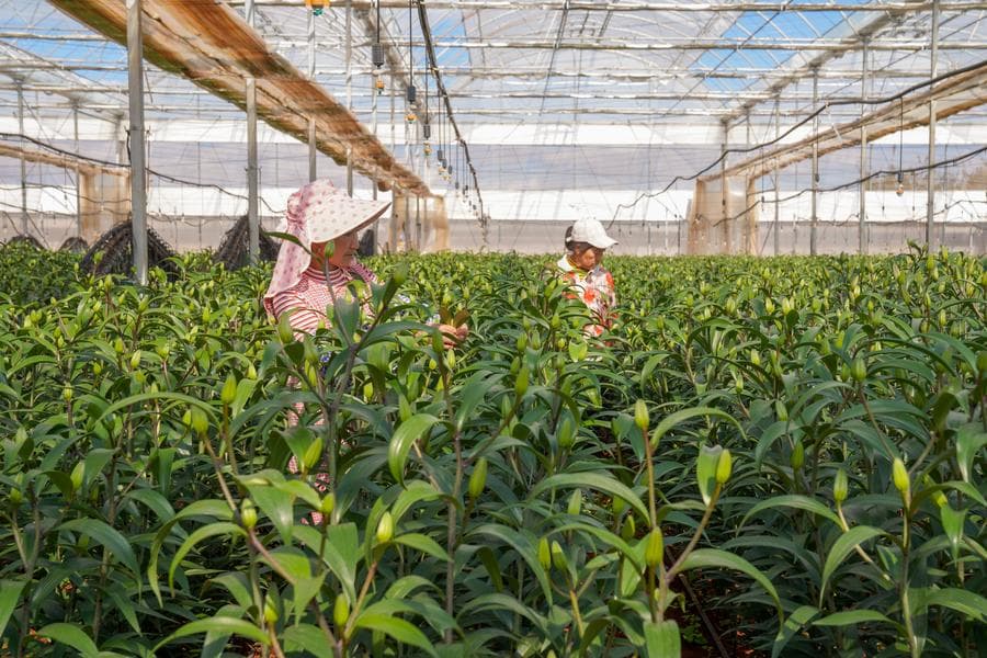 ยูนนานเข้าสู่ 'ฤดูชอปปิงดอกไม้' ส่งขายตลาดในประเทศ-ต่างแดน