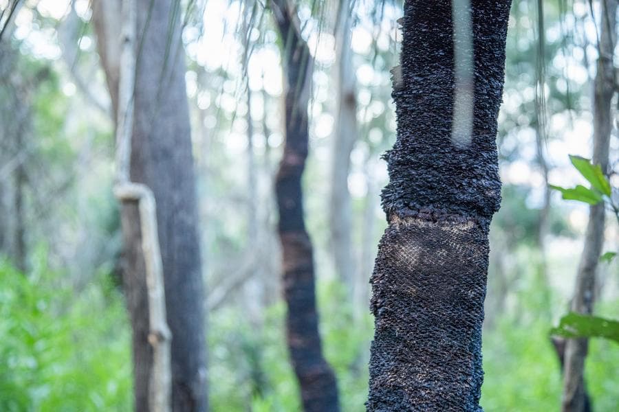 วัยรุ่นออสเตรเลียดับสลด เซ่นพิษ 'งูสีน้ำตาล' ถูกกัดไม่รู้ตัว