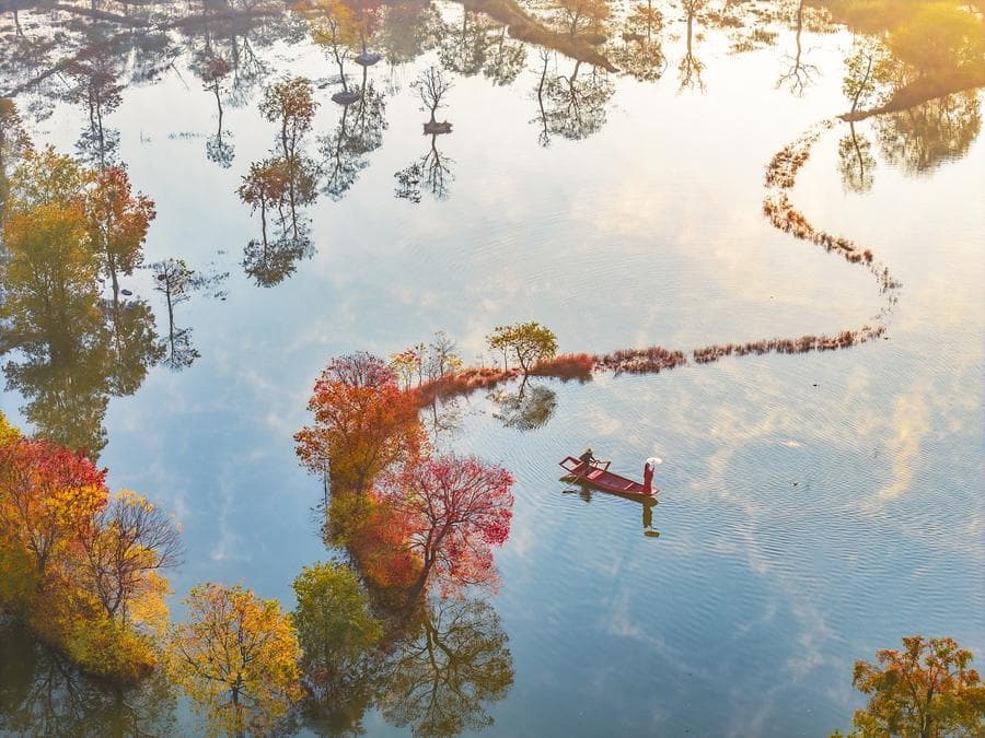 หมู่ 'ต้นศรีทอง' ผลัดใบกลางผืนน้ำในหูเป่ย