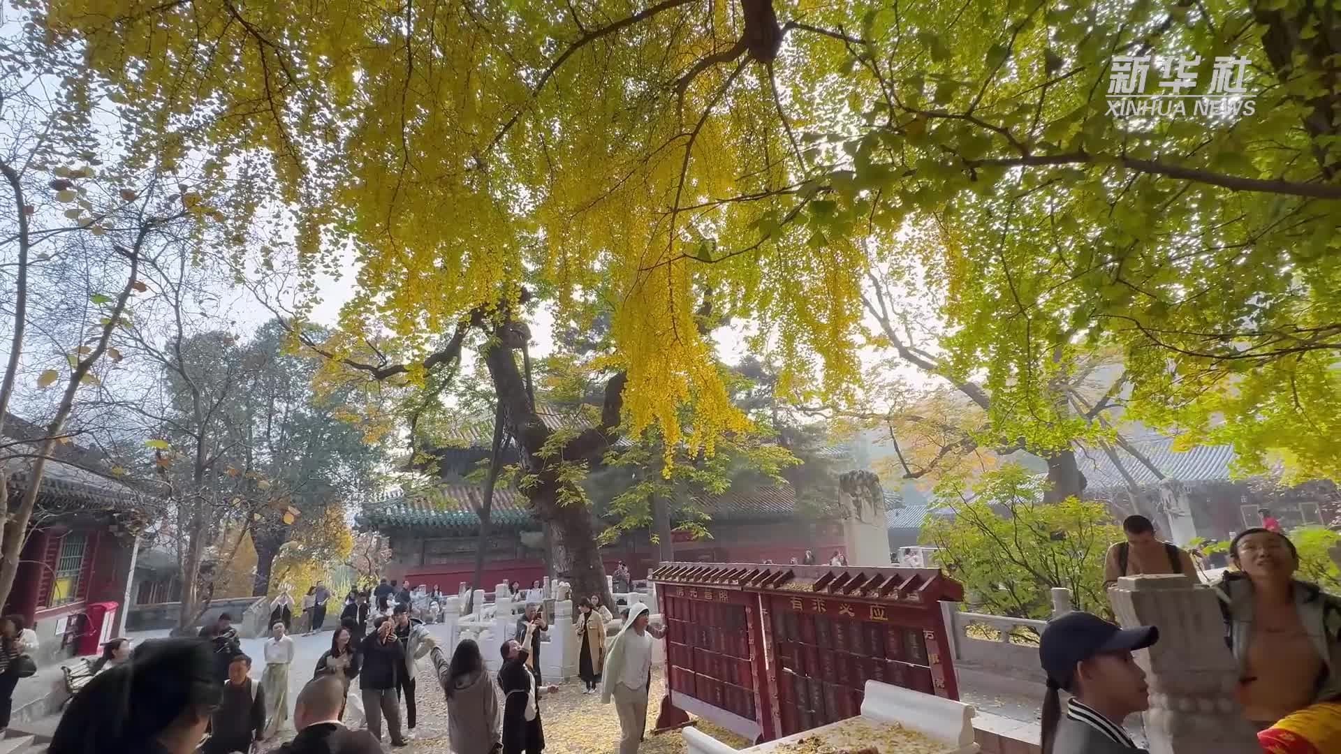 ชม 'แปะก๊วยโบราณ' ยืนต้นเด่นเคียงกันกลางวัดในปักกิ่ง