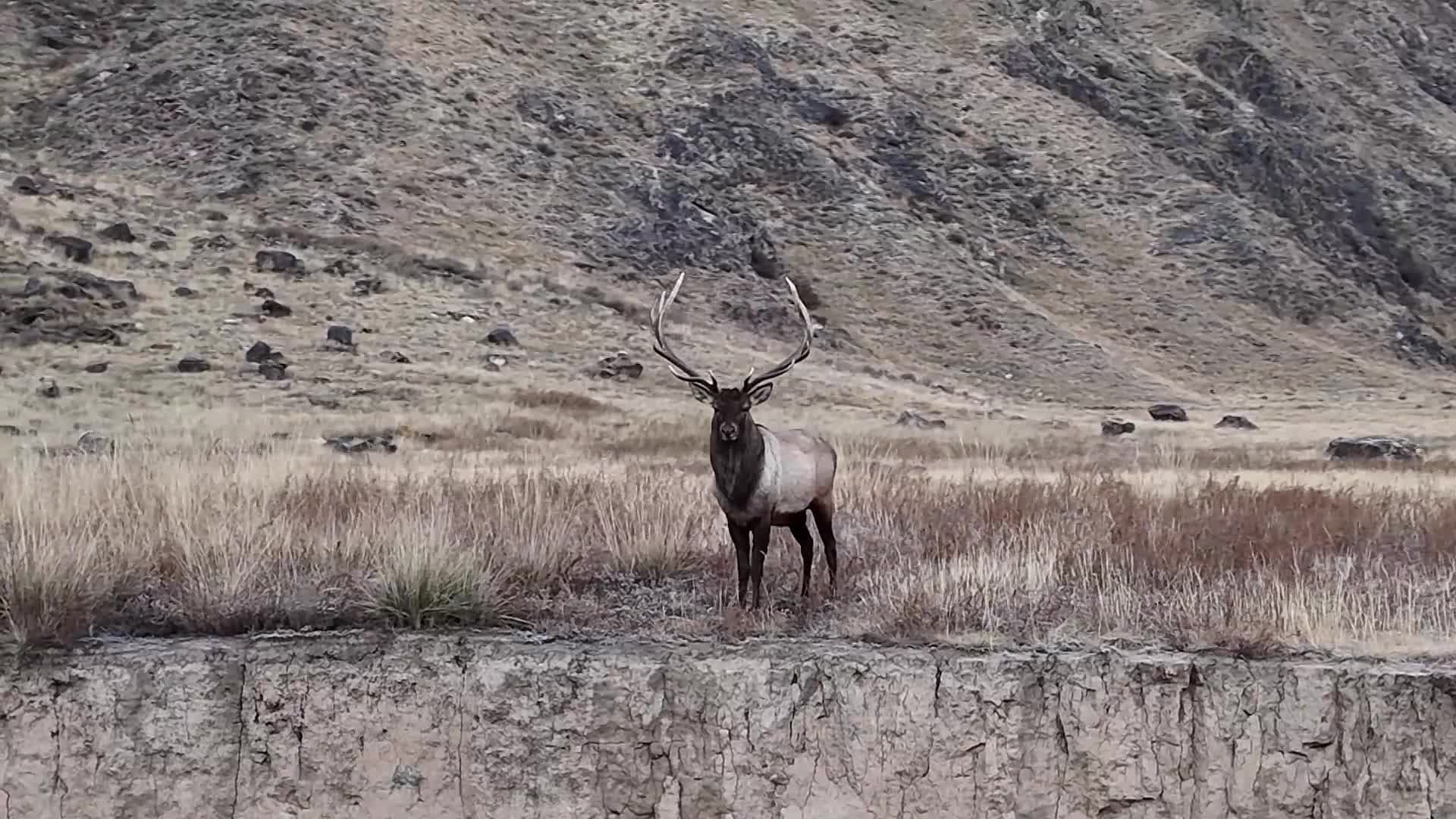 คนเลี้ยงสัตว์ในซินเจียงเปิด 'โรงอาหารพิเศษ' รับแขกจากภูเขาสูง