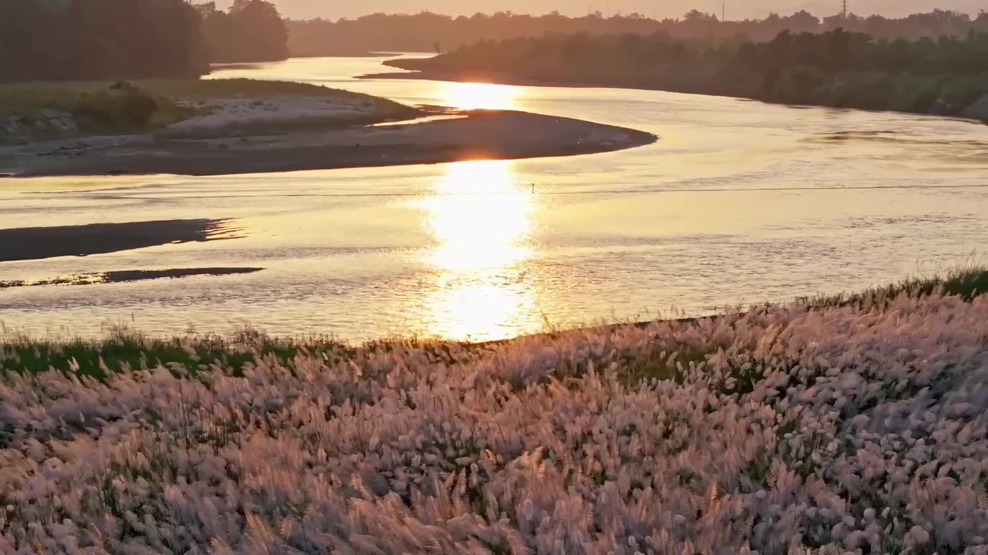 สายลมเย็นพัดผ่าน 'ทะเลดอกกก' ใต้แสงตะวันในยูนนาน