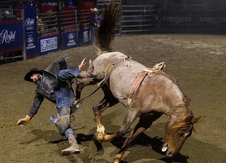 ส่องการแข่งขัน 'ขี่ม้าไร้อาน' น่าหวาดเสียวในโตรอนโต