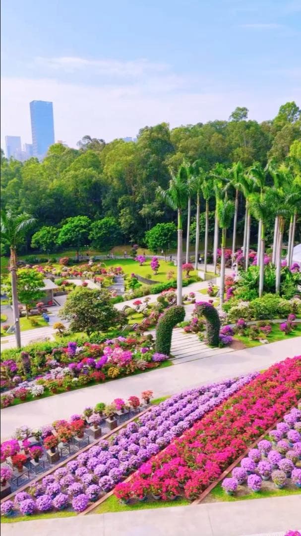 เซินเจิ้นจัดโชว์ 'เฟื่องฟ้า' บานสะพรั่งสดใส