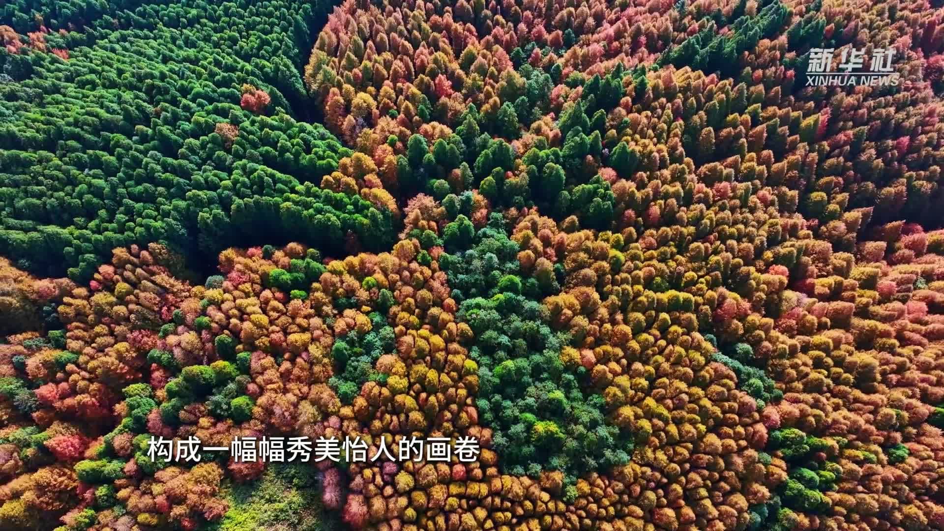 ป่า 2 สี' แลนด์มาร์กธรรมชาติงดงามในฉงชิ่ง