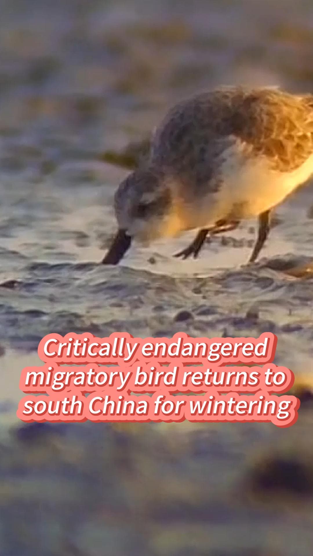 นกชายเลนปากช้อน' นกอพยพใกล้สูญพันธุ์ บินหลบหนาวในกว่างซี