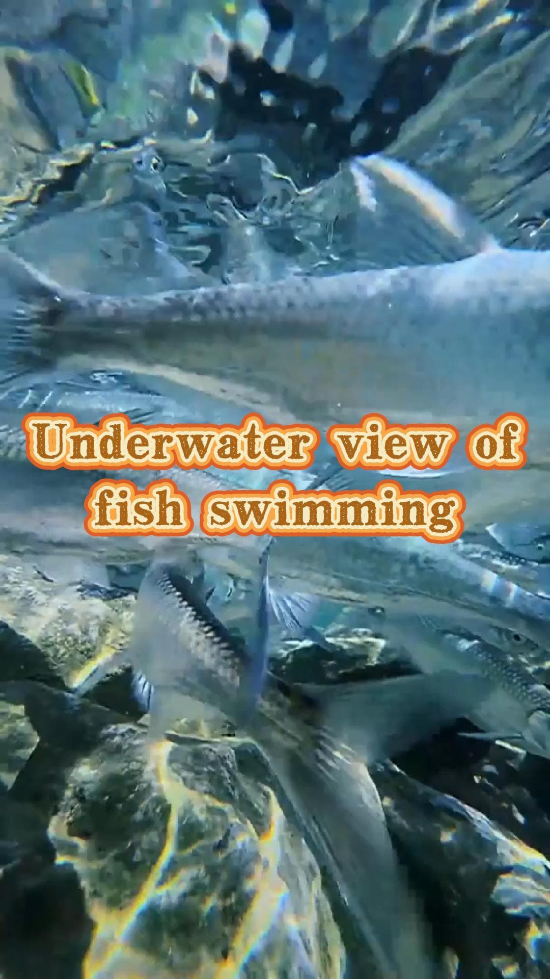 แหวกว่ายใต้น้ำใสแจ๋ว ชมปลาน้อยใหญ่ในกว่างซี