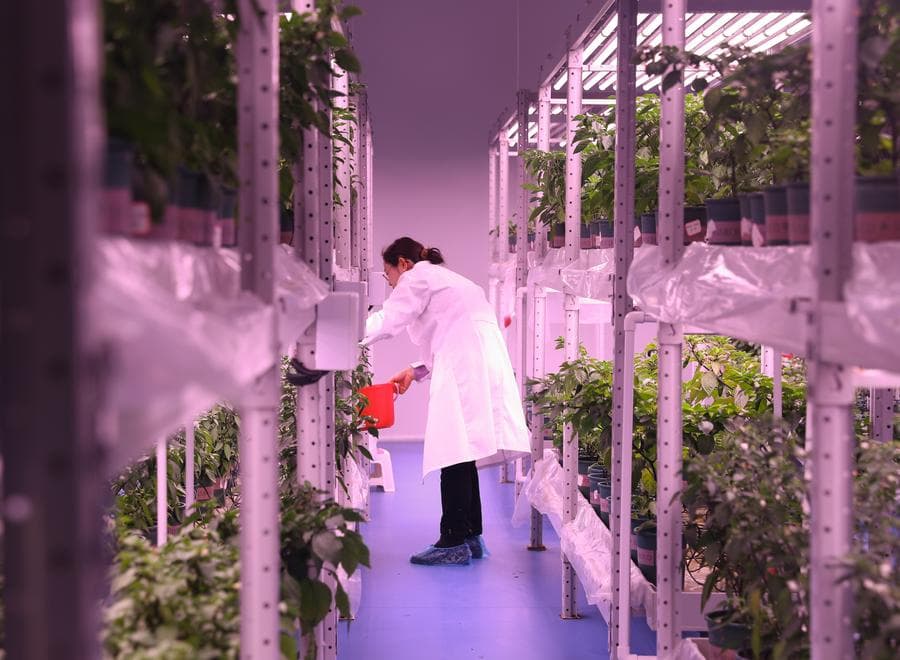 หูหนานใช้โรงเรือนอัจฉริยะฟูมฟัก 'ต้นพริก' หนุนผลักดันอุตสาหกรรม