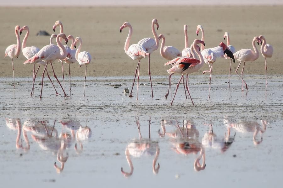 ฟลามิงโก' ยืนโหย่งริมทะเลสาบน้ำเค็มในไซปรัส