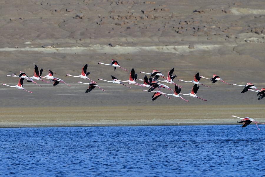 ฝูง 'นกฟลามิงโก' ใช้ชีวิตกลางทะเลสาบในอียิปต์