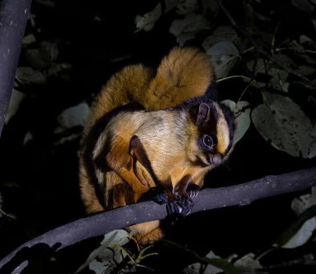 จีนพบ 'กระรอกบิน' พันธุ์หายากในทิเบต