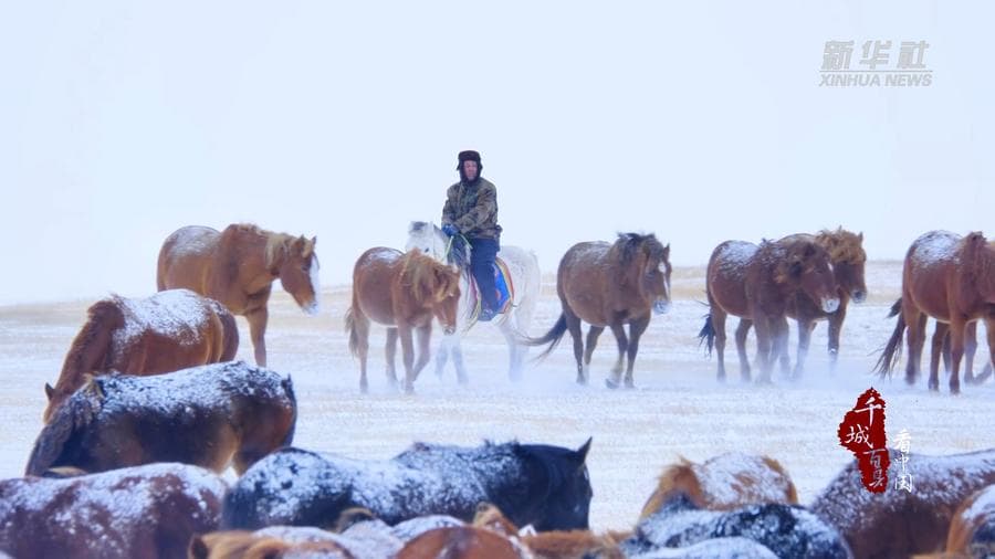 ม้าฝูงใหญ่วิ่งเหยาะย่ำทุ่งหญ้าห่มหิมะในมองโกเลียใน