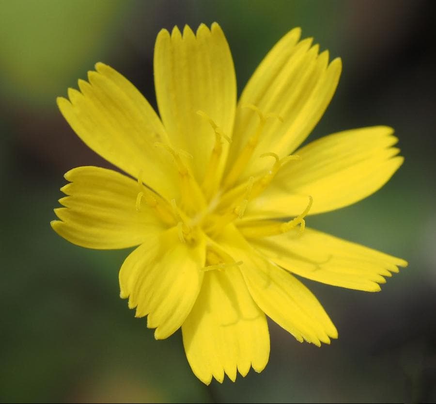 จีนพบ 'ต้นคำยอด' พันธุ์ใหม่สีเหลืองสวยในเสฉวน