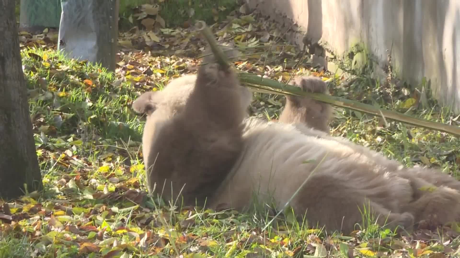 แพนด้าสีน้ำตาล 'ชีไจ่' นอนนั่งกินไผ่รับวันอากาศดี