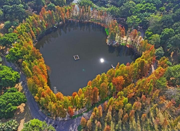 หมู่สนซีดาร์เปลี่ยนสีรับอากาศหนาวในหนานหนิง