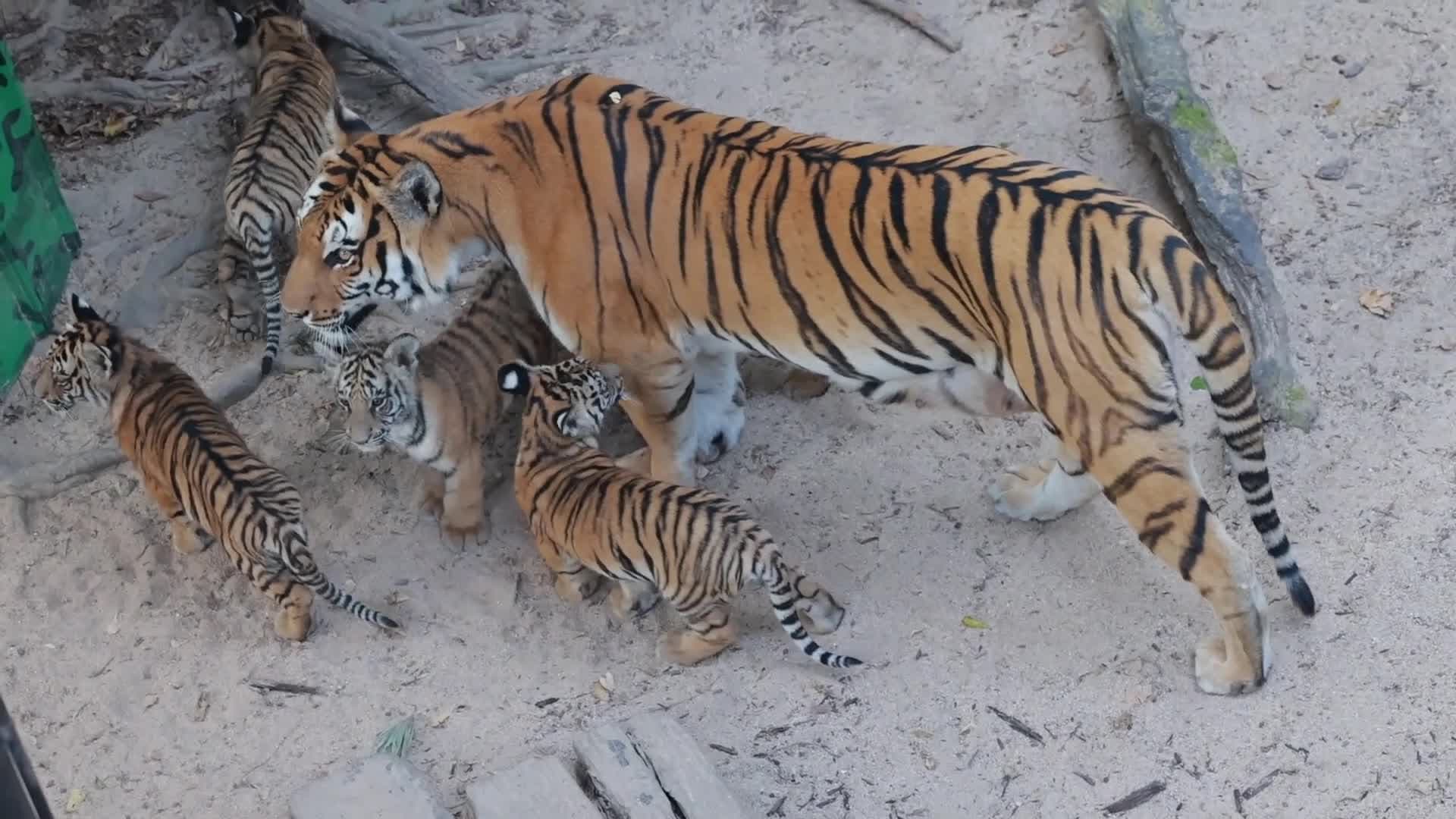 กว่างโจวเผยโฉม 'ลูกเสือโคร่งเบงกอล' ฝาแฝด 5 ตัว