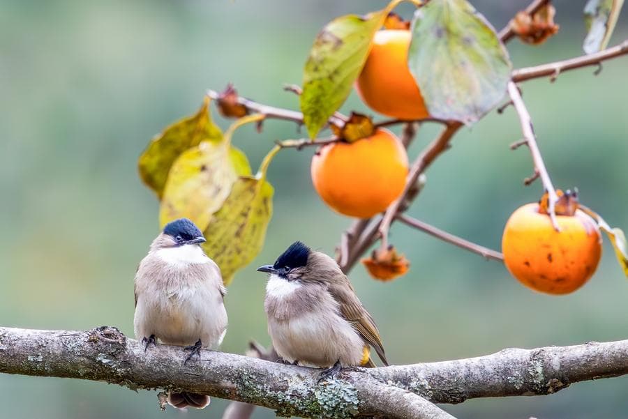 สีสันทิวทัศน์ธรรมชาติงามยามฤดูหนาวในจีน