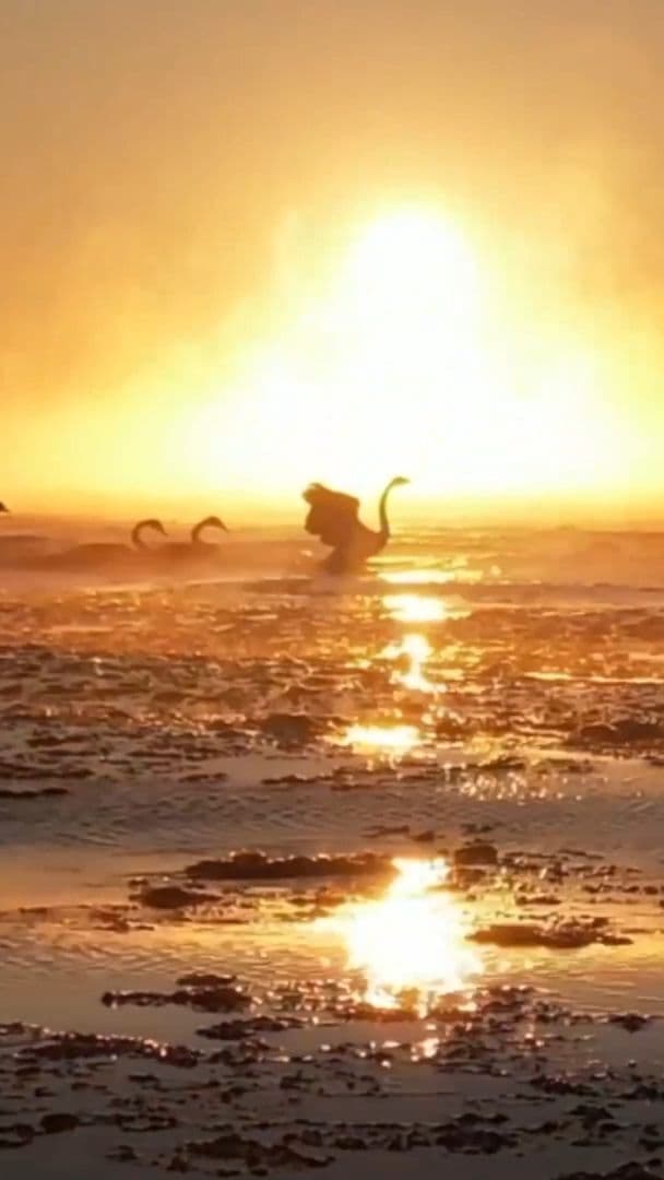 ฝูงหงส์รับแสงอรุณสู้ลมหนาวกลางทะเลสาบในซินเจียง