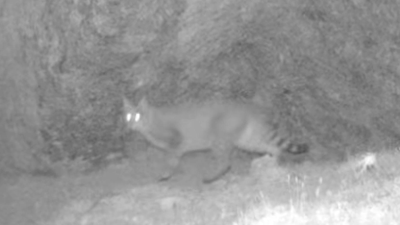 เสฉวนจับภาพ 'แมวทราย' หายากในจิ่วจ้ายโกว