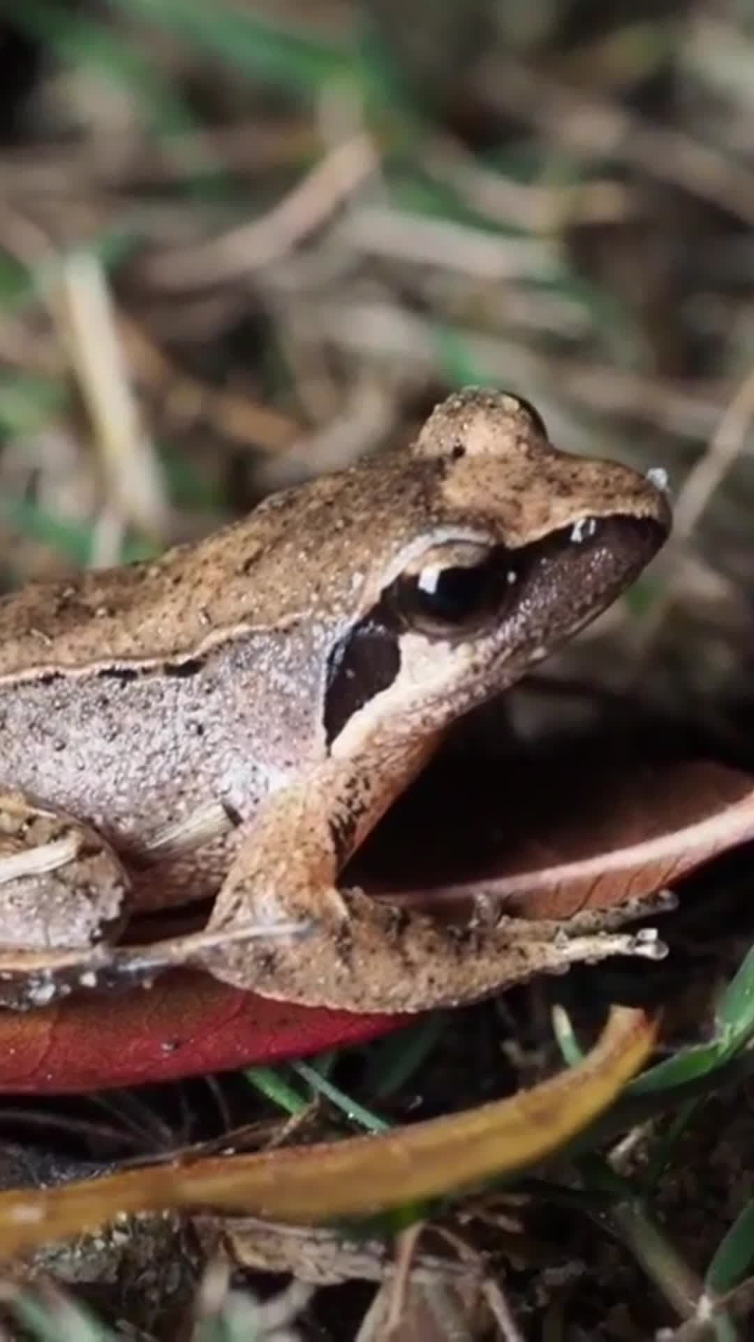 จีนพบ 'กบไม้' พันธุ์ใหม่ ตัวเล็กสุดจิ๋ว